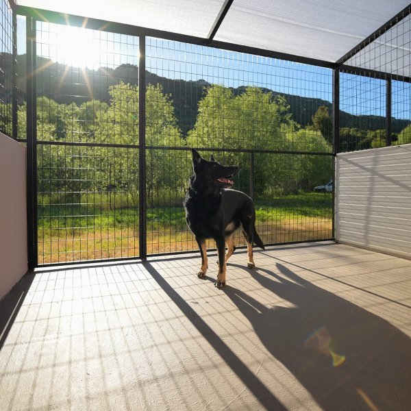 Ioanninawdogs