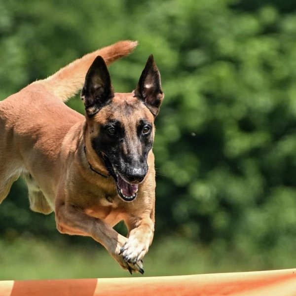 Ioanninawdogs