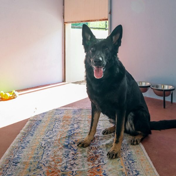 Ioanninawdogs